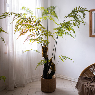 大型仿真蕨类绿植金毛狗蕨猴头蕨仿生植物茶室落地客厅Z摆件侘寂