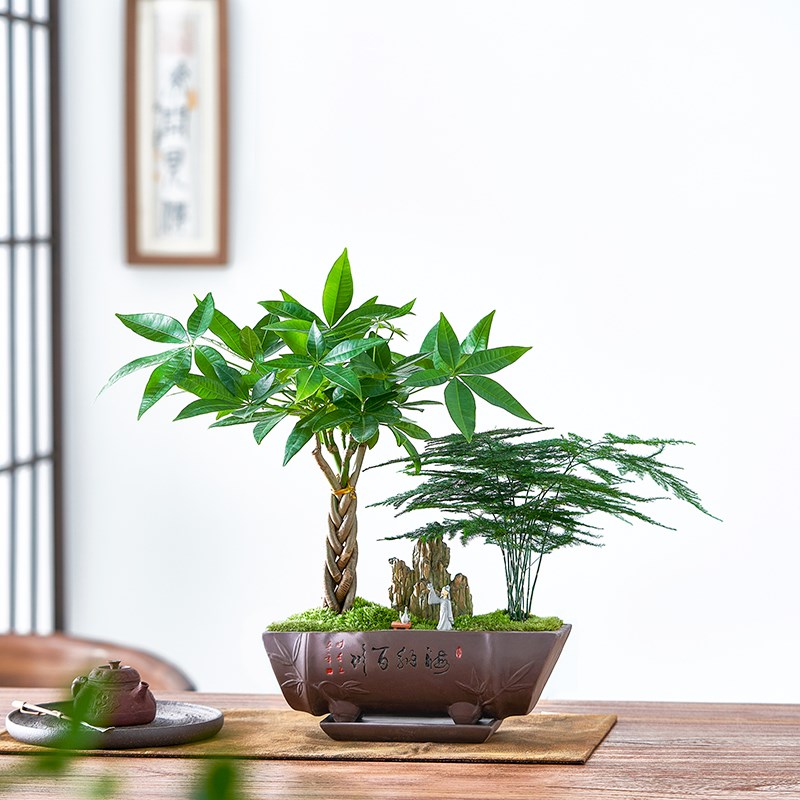 文竹造型盆e景微景观植物摆件茶室内桌面发财树富贵竹盆栽好养送