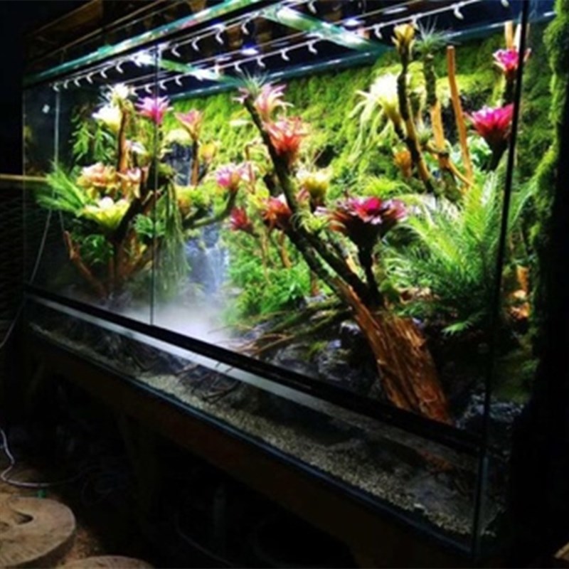 鲜活苔藓微景观水陆雨林缸造景z盆景铺面假山植物青苔草装饰白发