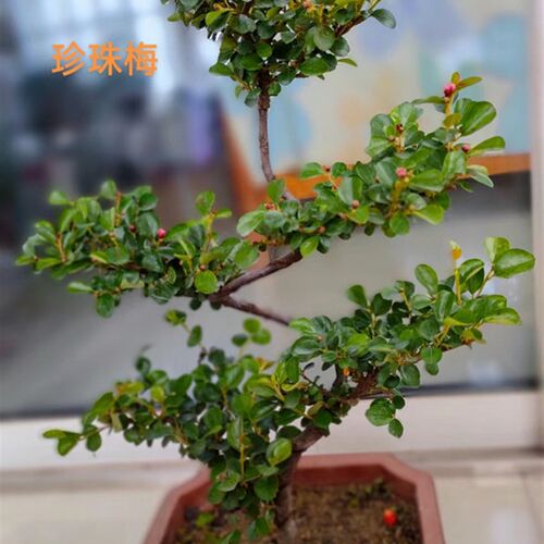 珍珠梅盆景e 花卉植物带花s型造型老桩室外阳台庭院多年生耐热好