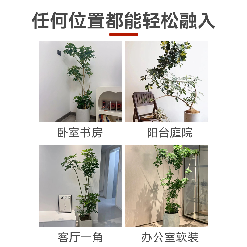 造型鸭脚b木大型室内盆栽鸭掌木净化空气办公室客厅四季常青绿植