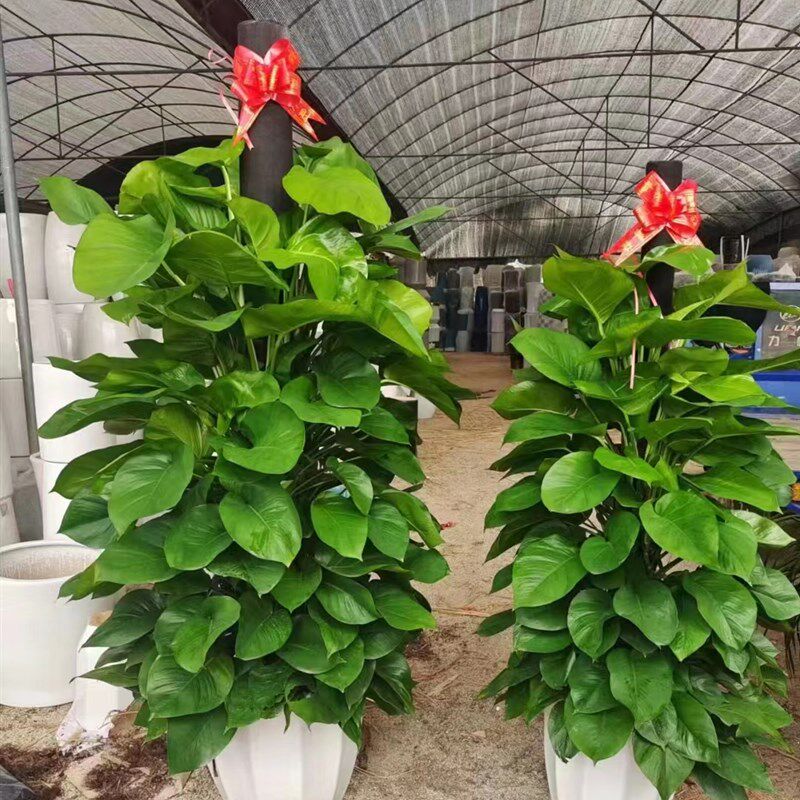 大叶绿萝柱大型植物室r内办公室吸甲醛开业绿植盆栽深圳同城配送