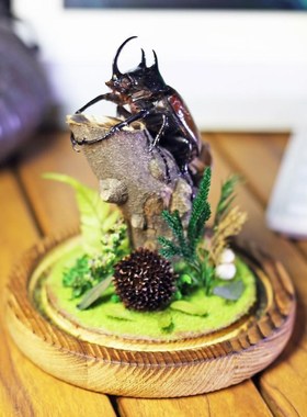 素吉五角大兜虫微景观桌面玻璃罩装饰摆件手工昆虫W真标本收藏礼