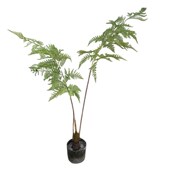 仿真猴头蕨盆栽蕨l类绿植商场橱窗景观工程造景落地摆放盆景植物