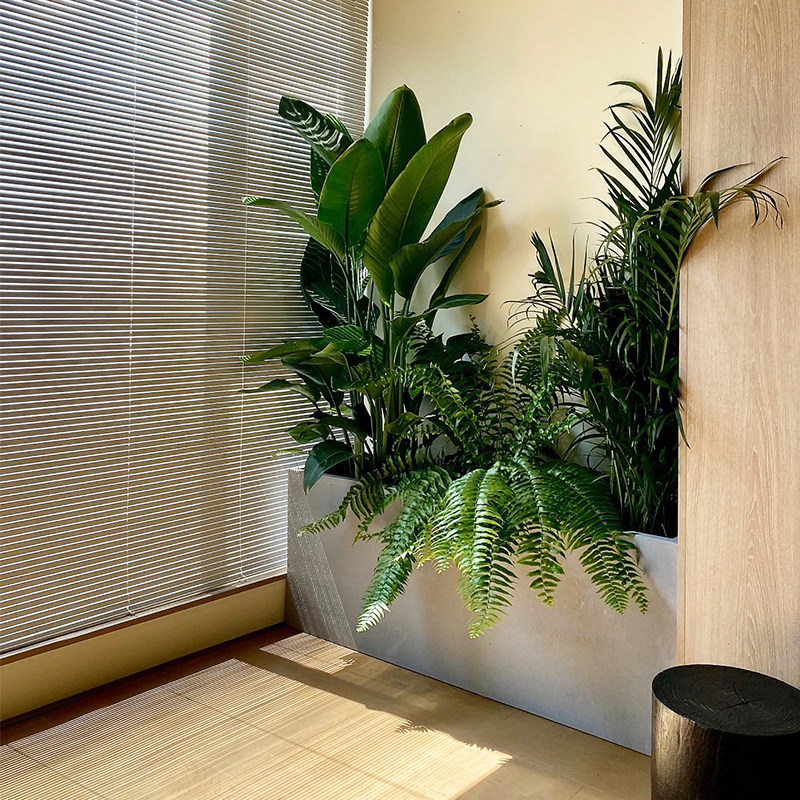 室内外大型绿植盆栽摆件阳台组合落地景观真植物R造景组合阳台橱