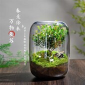 生命之树 创意桌面苔藓微景观成品盆景好养鲜R活绿植生态瓶盆