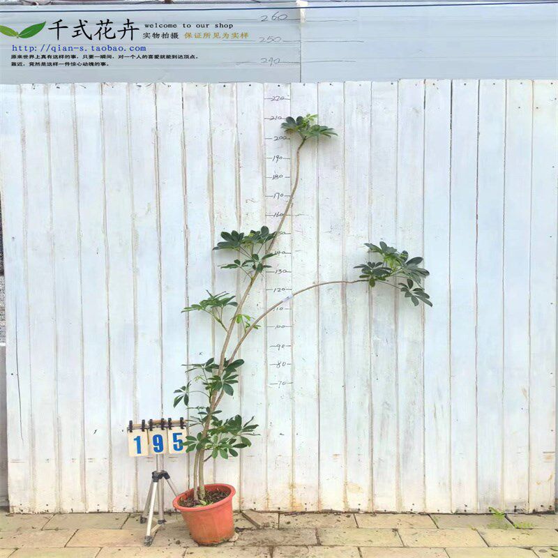 鸭脚木盆栽老桩造型客厅绿植落地轻奢真花鸭掌木室.内大型植物