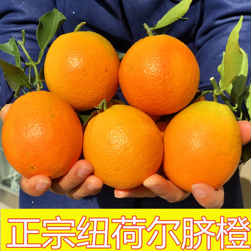 现摘纽荷尔脐橙当季新鲜采摘手剥甜橙子长红孕妇水果香甜细腻化渣