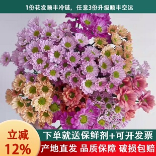 混色小雏菊鲜花云南基地直发新鲜花束水养插花鲜切花卉 顺丰冷链