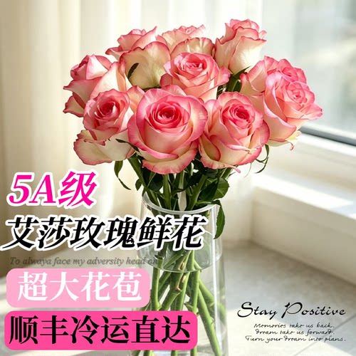 稀有艾莎玫瑰花云南鲜花基地