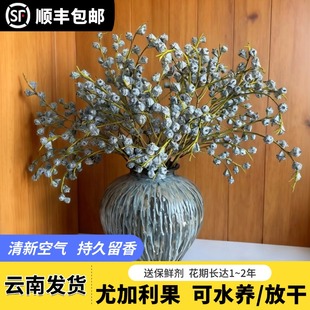 云南昆明顺丰直发鲜花尤加利果真花水培插花水养鲜花花束