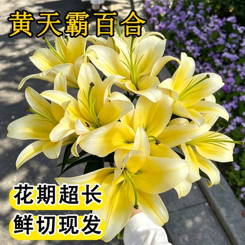 黄天霸百合花鲜花黄色香水百合