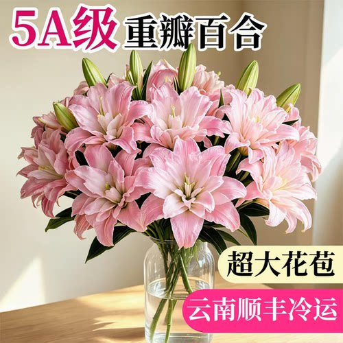 精品重瓣粉香水百合鲜花云南直发
