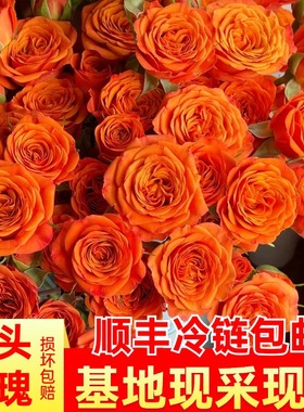 多头小玫瑰鲜花橙色芭比多头玫瑰家用水养云南基地直批发多头泡泡