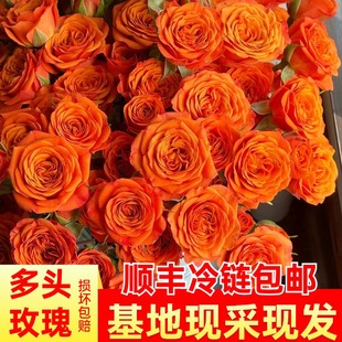 多头小玫瑰鲜花橙色芭比多头玫瑰家用水养云南基地直批发多头泡泡
