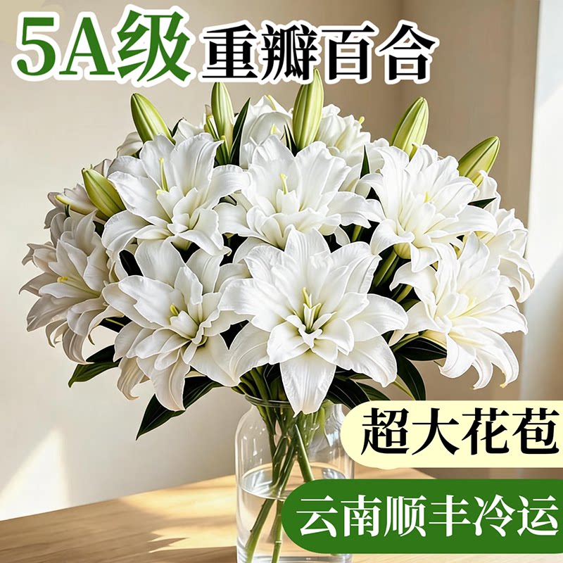 重瓣香水百合鲜花鲜切花云南图片