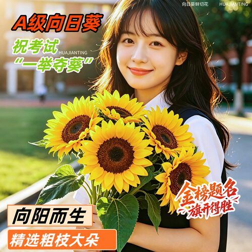 【云南花田】大头向日葵顺丰冷运