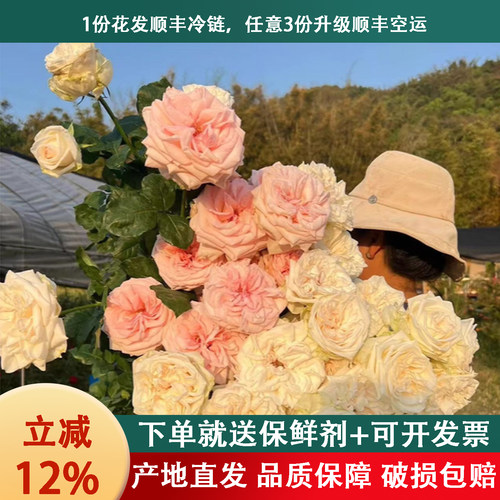 云南新鲜A级玫瑰花顺丰冷链速运