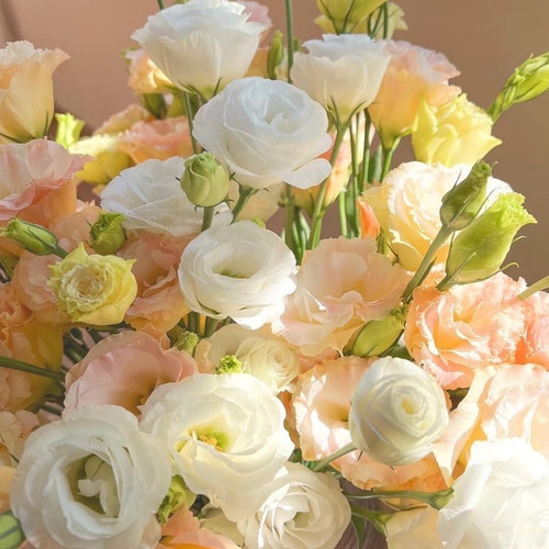 洋桔梗鲜花云南基地直发顺丰速运