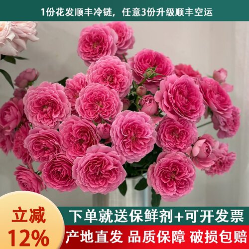 A级玫瑰顺丰包邮送亲人