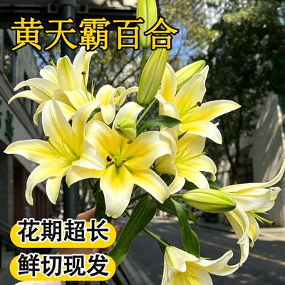 黄天霸百合花鲜花切云南基地直发