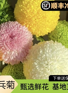 乒乓菊鲜切花黄色菊插花水养云南昆明基地直发斗南鲜花市场顺丰发