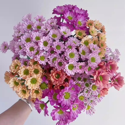 小雏菊鲜花云南基地直发
