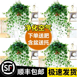 速发金边常春藤盆栽水培长卉植物室内垂吊兰绿植好养常青花青藤
