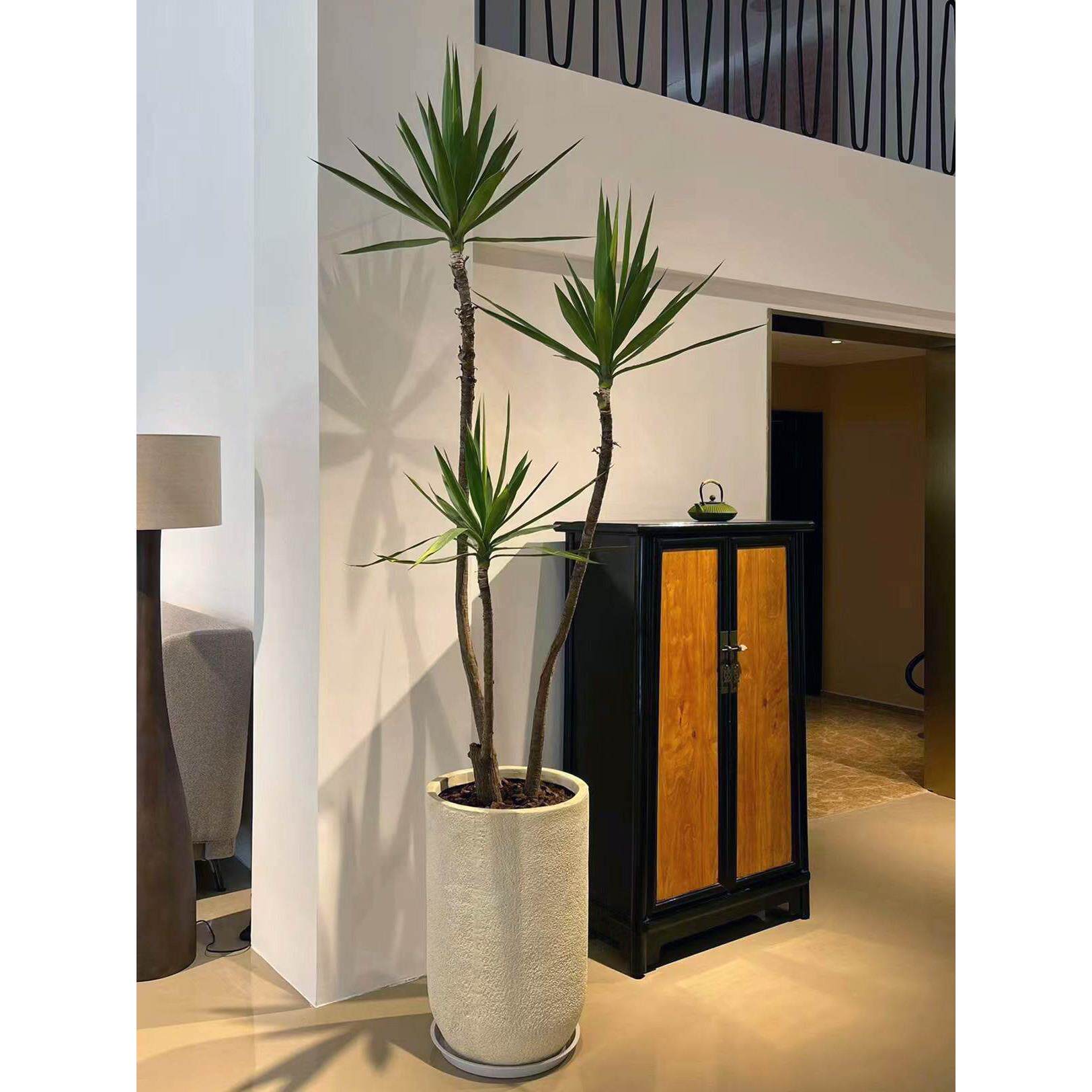 造型荷兰铁太空铁黑珍珠龙血树大型绿植室内盆栽客厅办公室植物