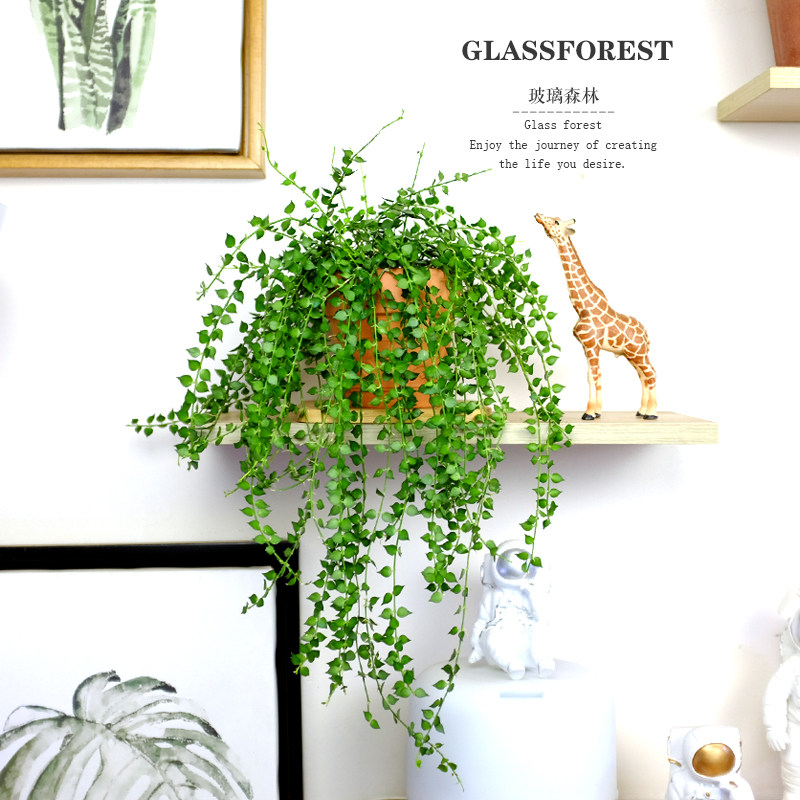 百万心吊兰盆栽藤蔓长藤垂吊植物办公室内绿植净化空气佛珠情人泪,鲜花速递/花卉仿真/绿植园艺,绿植,淘宝优惠券,粉丝福利购,淘宝优惠卷