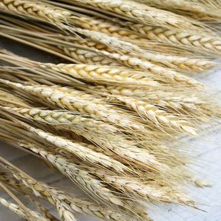 干花麦穗金黄橱窗开业大卖装饰摆件拍摄北欧田园风网红小麦兔尾草