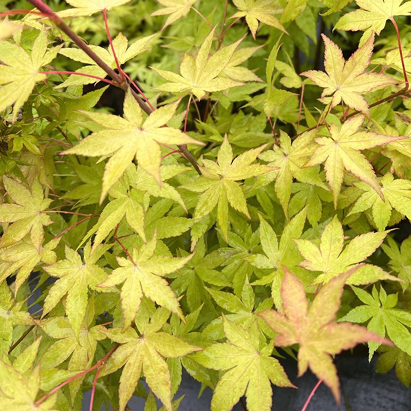 枫树 夏金   夏季黄绿色 阳台盆栽  花园地栽枫树