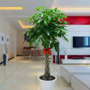 发财树苗盆栽大小客厅绿植室内辩子独干招财四季常青净化空气花卉