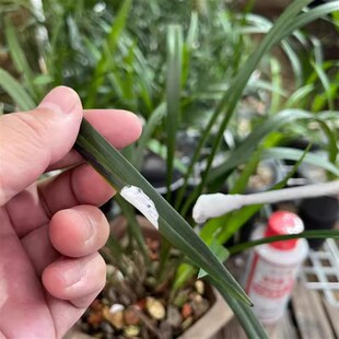 【达克灵精】兰花分苗涂抹伤口切口封口黑斑 + 好康多奥绿缓释肥