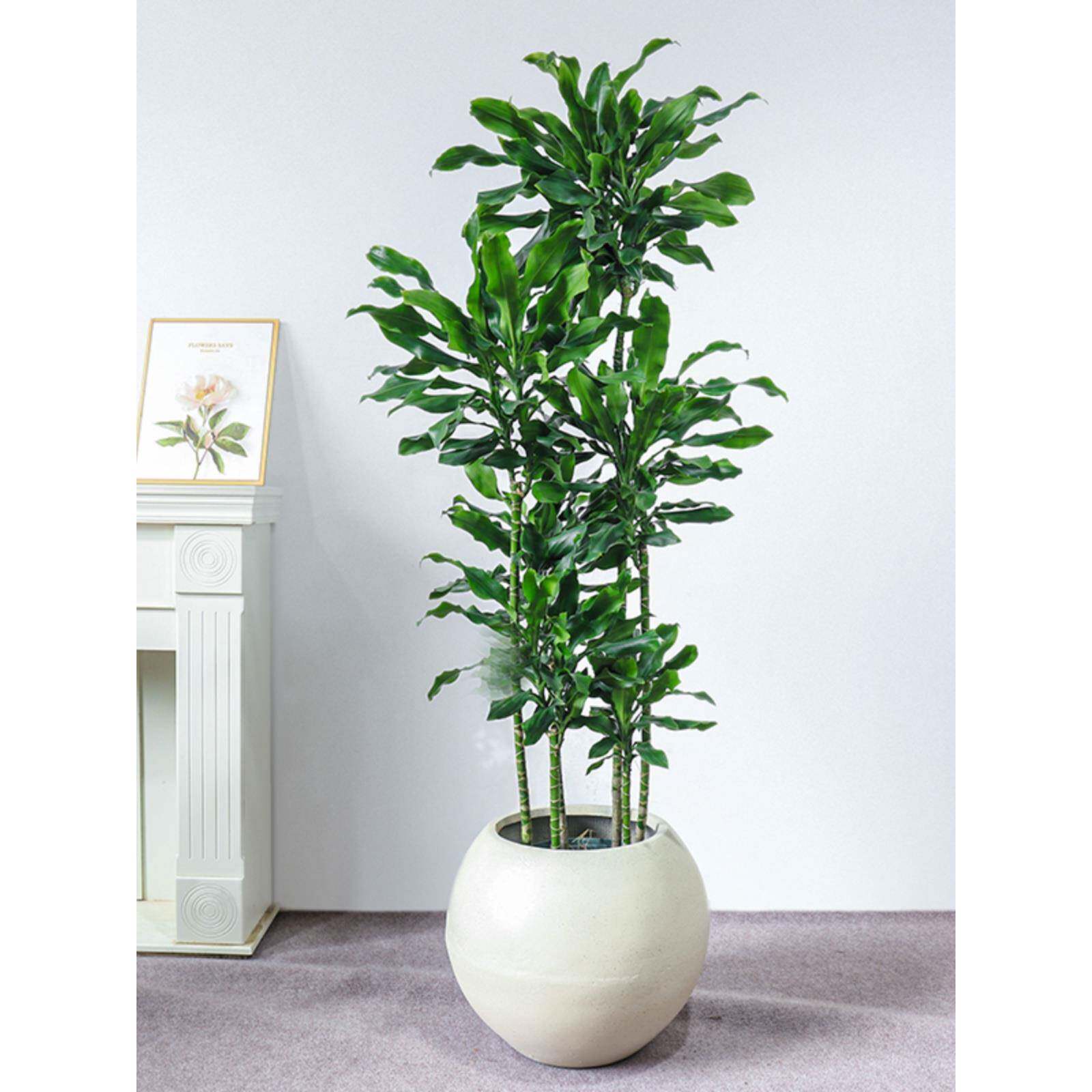 新品大型螺纹铁植物大富贵盆栽客厅好养办公室阳台四季常青巴西铁