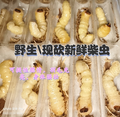 2025年新货小头柴虫50只贵州松树天牛幼虫画眉比赛鸟食状膘活虫