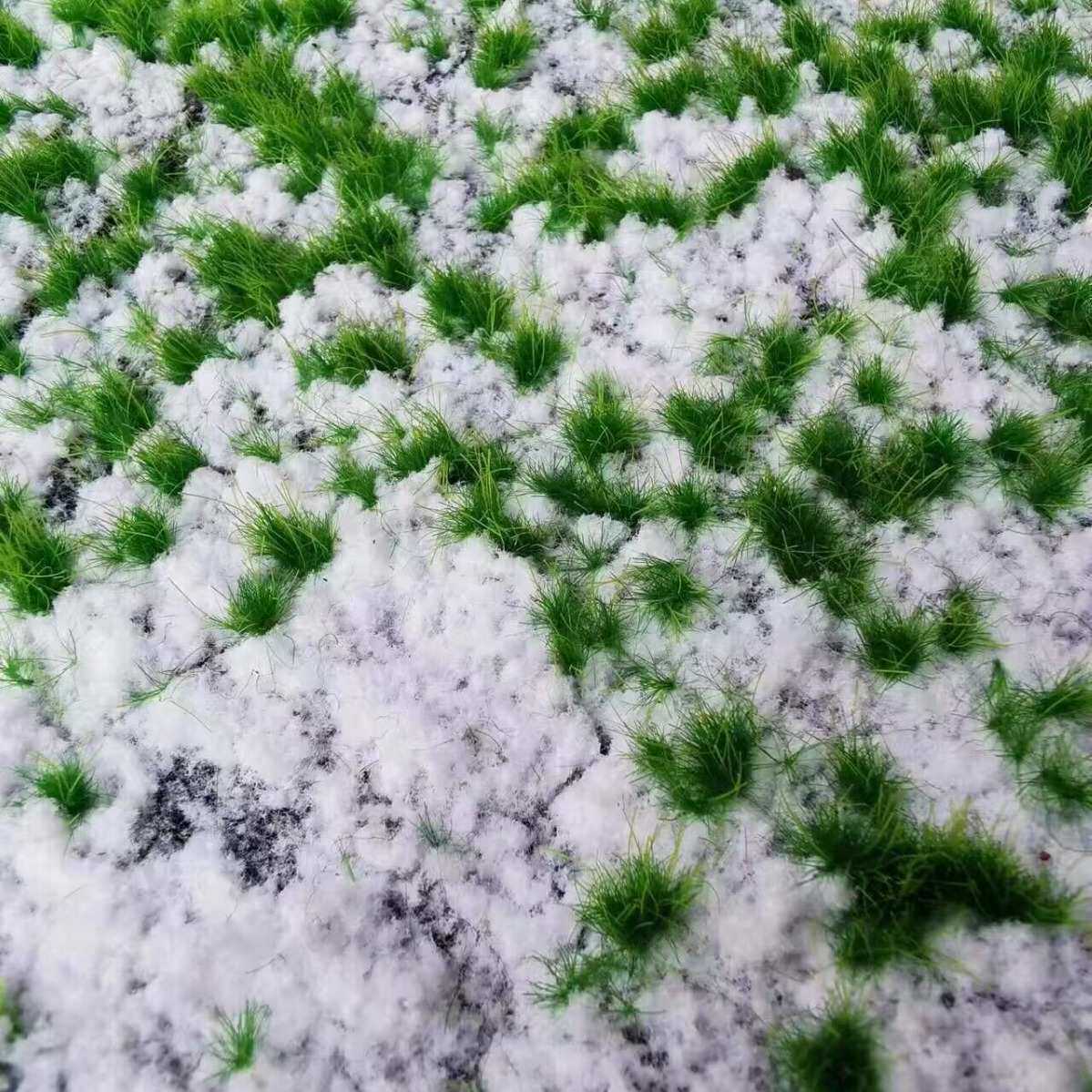 仿真苔藓草坪撅类绿植仿真仿真青苔草坪植物苔藓绿植仿真厥类