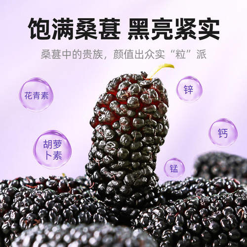 杞里香桑椹/桑葚原浆/桑葚汁