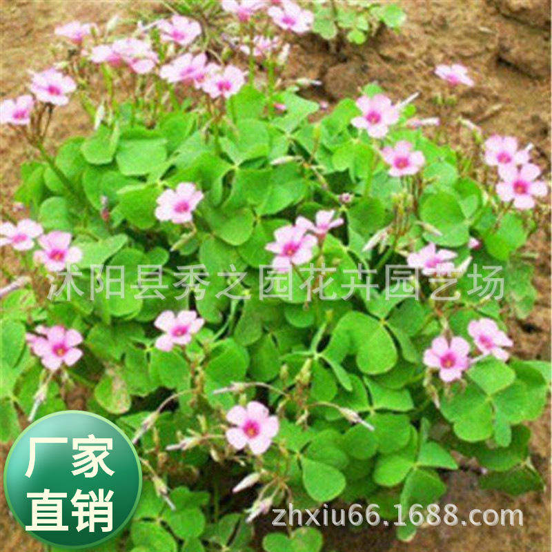 花坛开花 红花草花苗 红花酢浆草苗 地被植物 耐旱耐寒宿根花卉