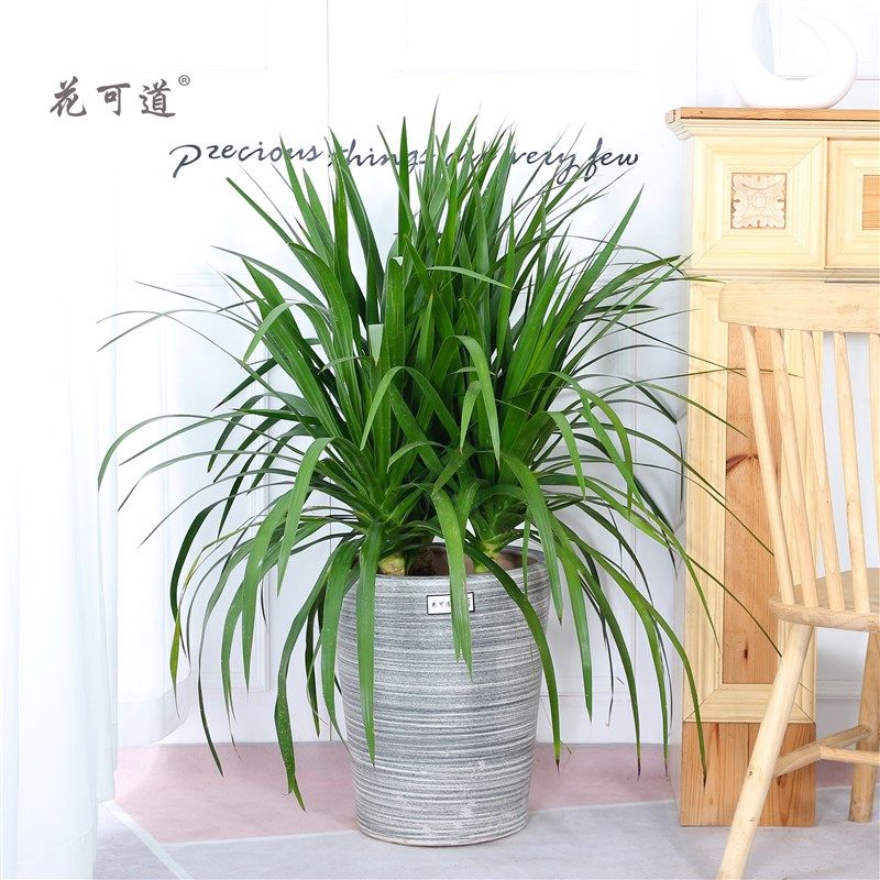 龙血树室内大型植物n观叶天津绿植同城送货公司开业乔迁盆栽除甲,鲜花速递/花卉仿真/绿植园艺,大型绿植/成品组合盆栽,淘宝优惠券,粉丝福利购,淘宝优惠卷