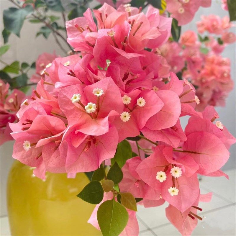 不甜西瓜三角梅j四季开花带花发货阳台庭院绿植爬藤老桩原生扦插,鲜花速递/花卉仿真/绿植园艺,绣球/木绣球/木本植物,淘宝优惠券,粉丝福利购,淘宝优惠卷