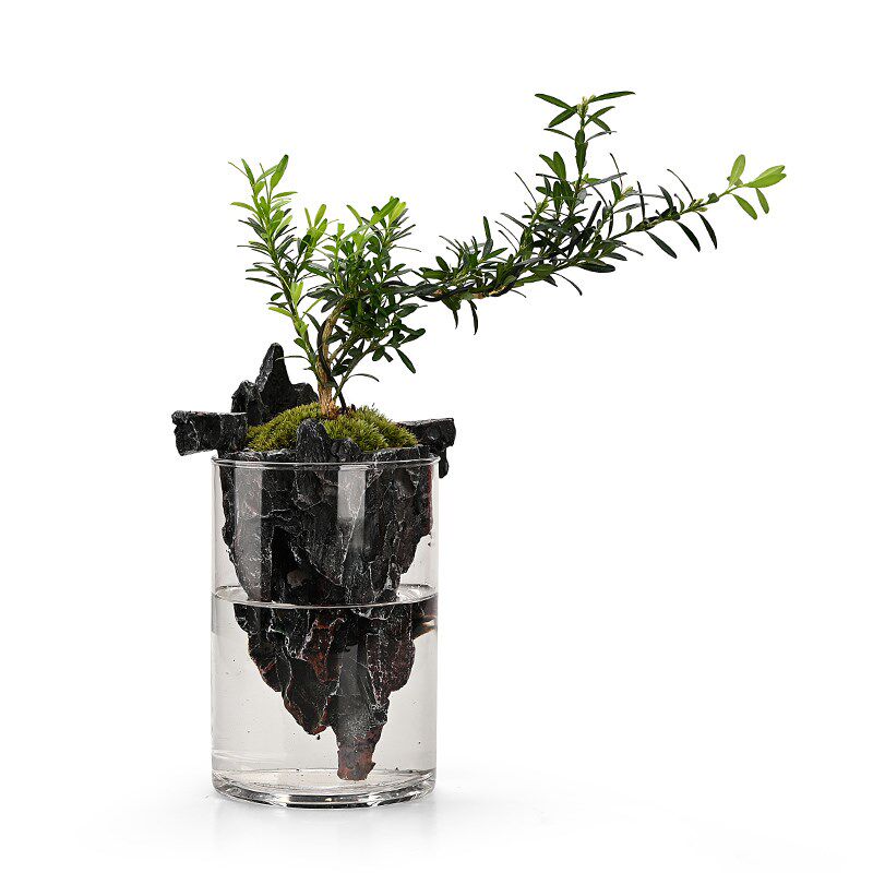 倒山桌面苔藓微景观造景r植物生态瓶绿植盆栽玻璃室内盆景创意摆