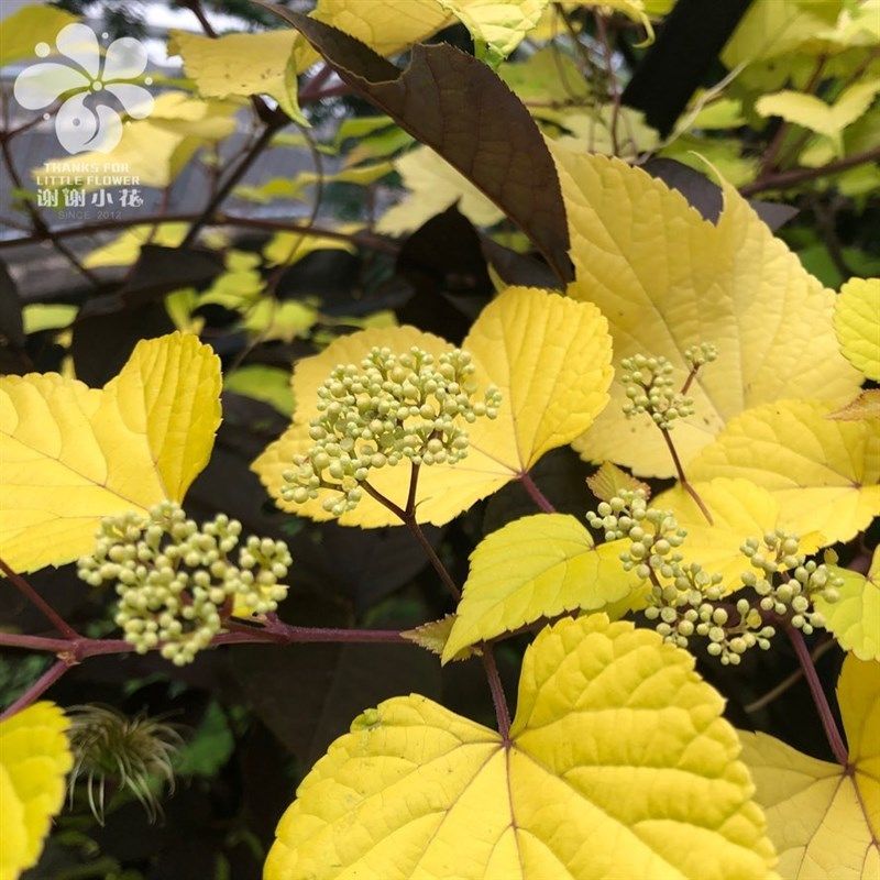 谢谢小花 金f叶蛇葡萄 瓷浆果观叶观果彩叶藤本耐寒多年生盆栽植,鲜花速递/花卉仿真/绿植园艺,时令草本花卉,淘宝优惠券,粉丝福利购,淘宝优惠卷