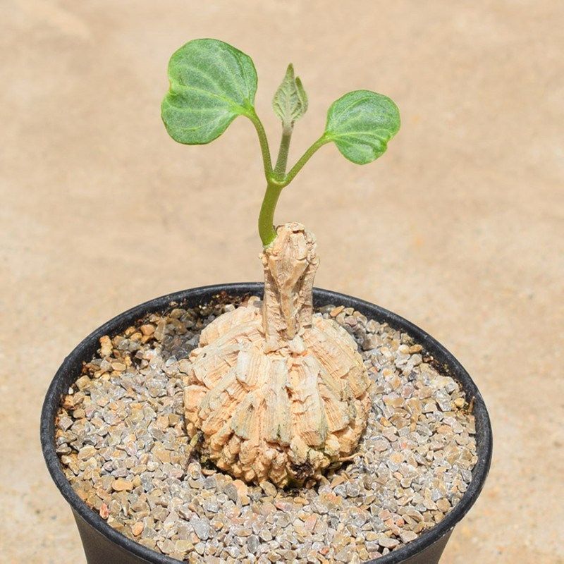 龟甲萝藦稀有潮流快根植物一物一拍盆栽带盆发货W顺丰阳台阳台,鲜花速递/花卉仿真/绿植园艺,多肉植物,淘宝优惠券,粉丝福利购,淘宝优惠卷