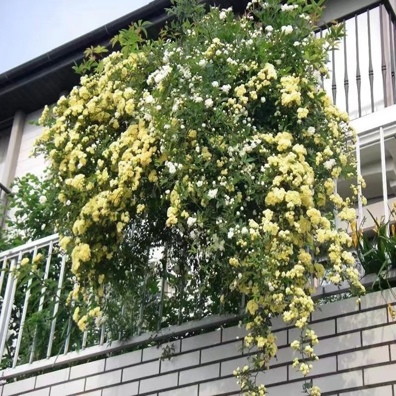 盆栽红白黄木香花苗母系大苗肯爬藤F植物重瓣浓香型带花苞土球耐,鲜花速递/花卉仿真/绿植园艺,月季/蔷薇/玫瑰,淘宝优惠券,粉丝福利购,淘宝优惠卷