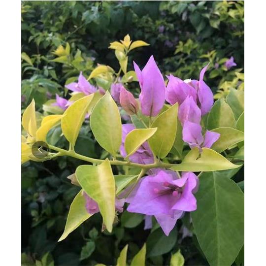 【糖贝园艺】 金夫人三角梅 金叶新加坡大花宫粉 大花三角梅 扦插