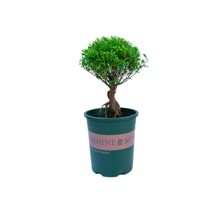 小叶赤楠盆栽提根造型盆景室内z阳台室外庭院好养植物桌面老桩绿,鲜花速递/花卉仿真/绿植园艺,造型盆景,淘宝优惠券,粉丝福利购,淘宝优惠卷