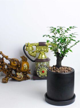 小叶紫檀青龙木帝王木绿植老桩盆景四季好养O黑骨茶净化空气带花