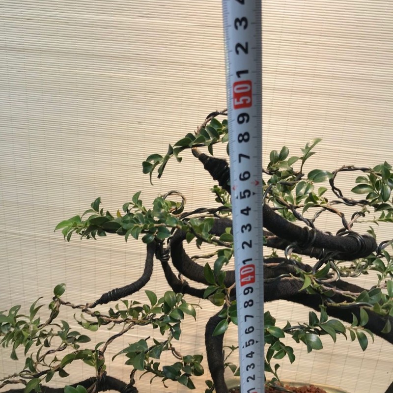 小叶紫檀树盆景室内阳台黑骨香盆栽熟H桩老桩植物花卉耐寒四季常