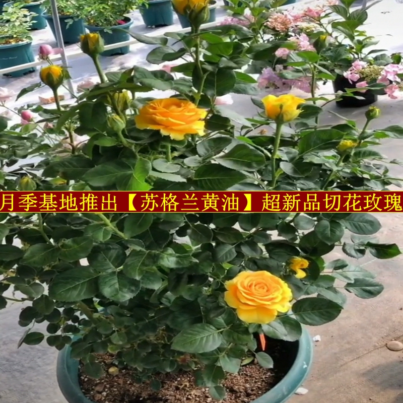 苏格兰黄油c玫瑰花月季花苗特大切花盆栽四季灌木庭院阳台花卉植